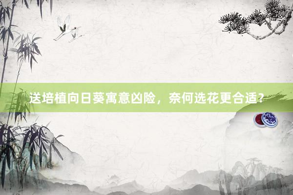 送培植向日葵寓意凶险，奈何选花更合适？